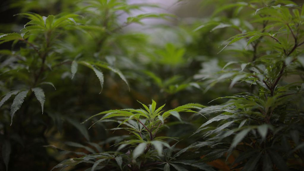THC, the substance in cannabis that creates the sense of being “high,” has been found to aggravate a certain genetic mutation in embryos, leading to a severe brain and facial defect. (Hector Vivas/Getty Images)