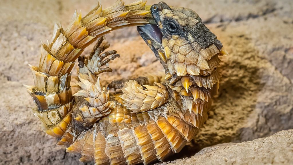 A defensive position of an adult South African armadillo girdled lizard in the Vienna Zoo in Austria. (Daniel Zupanc/Zenger)