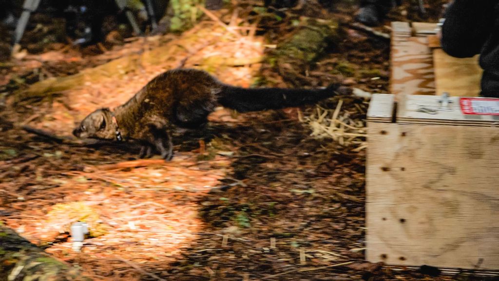 One of the fishers, members of the weasel family, is released from a wooden crate into the forest near Lake Ozette in Olympic National Park in Washington State. (National Park Service/Zenger)