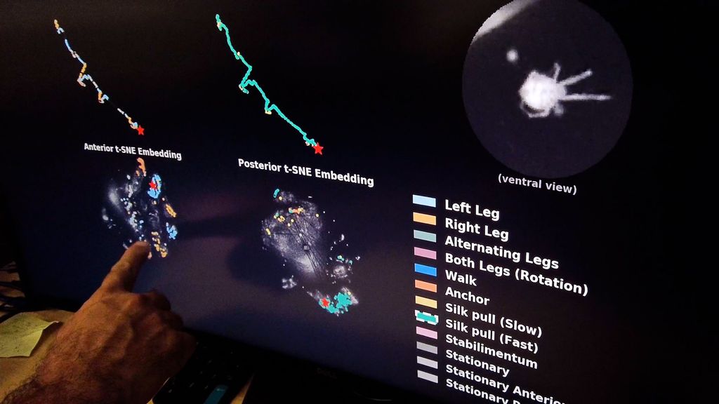Johns Hopkins University researchers discovered precisely how spiders build webs by using night vision and artificial intelligence to track and record every movement of all eight legs as spiders worked in the dark. (Johns Hopkins University)