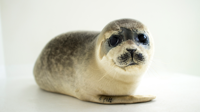 Young harbor seal pups and their vocalizations were studied at the Seal Research and Rehabilitation Centre in The Netherlands to find clues to human speaking ability. (John O'Connor)