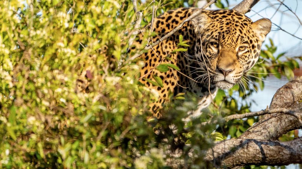 Arami, a female jaguar born in 2018 and raised in special conditions for three years, without human contact and fed live prey, returned to the wild this month. (Fundacion Rewilding Argentina/Zenger)