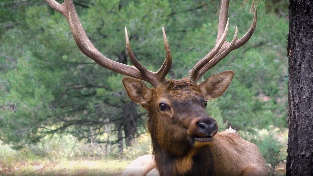 It is now the height of mating season for the Rocky Mountain Elk in Grand Canyon National Park. (GrandCanyonNPS, Rader Lane/Zenger)