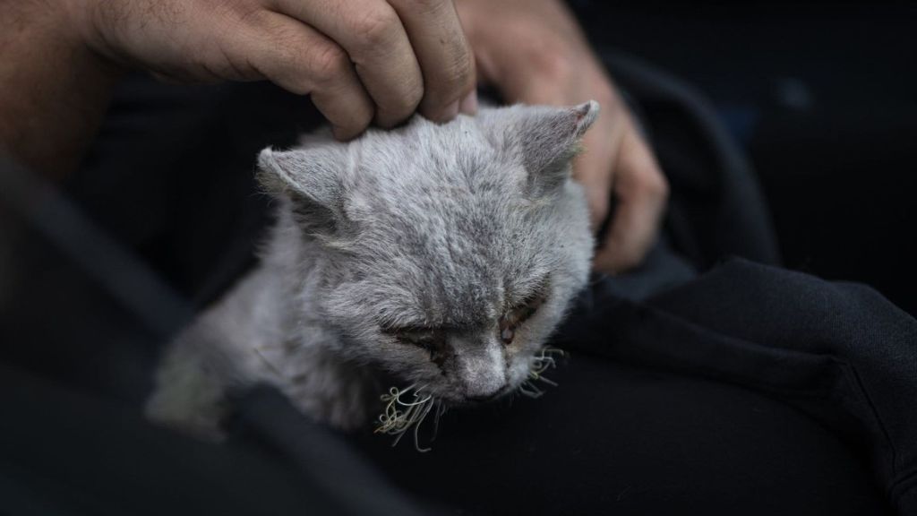 Magma the cat survived several weeks in the volcanic ashes on La Palma. (Leales.org/Zenger)