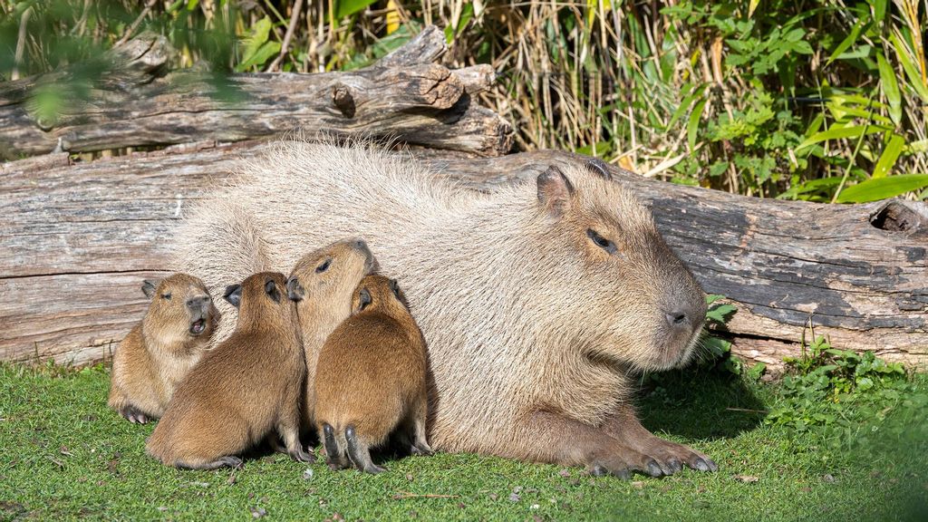 The four capybaras with their mother Sissi at the Zurich Zoo. Capybaras are the largest rodents. (Zoo Zurich, Enzo Franchini/Zenger)