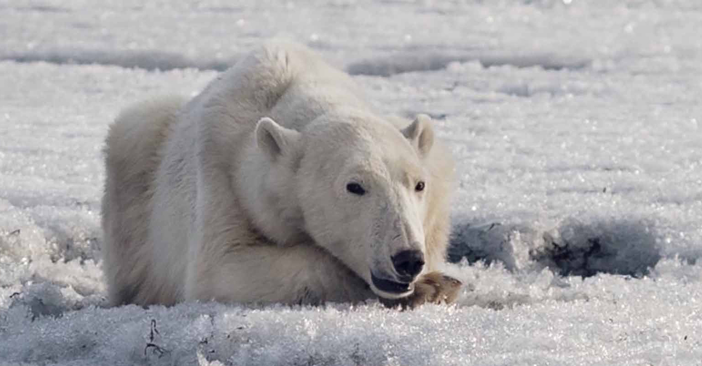 A polar bear was found wandering in the Russian village of Tilichiki on April 16, 700km from his home.
