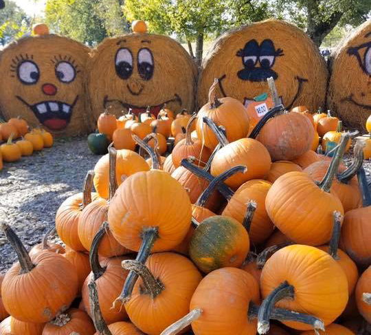 Courtesy of https://www.facebook.com/pumpkinhill/